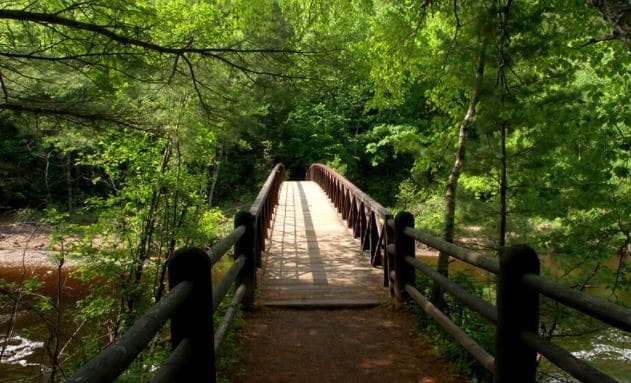 森林中一座桥的照片。