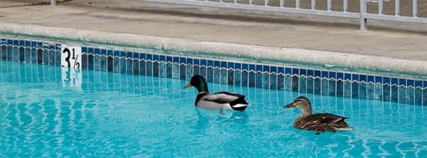漂浮在游泳池表面的两只鸭子。