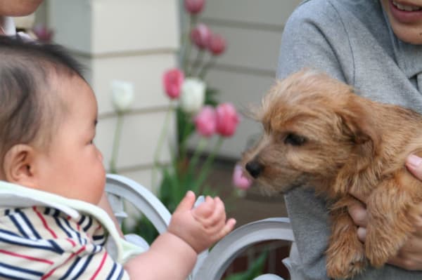 婴儿遇见小狗的照片。