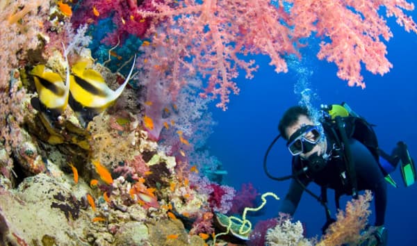 潜水员在水下看着一些小鱼和珊瑚。